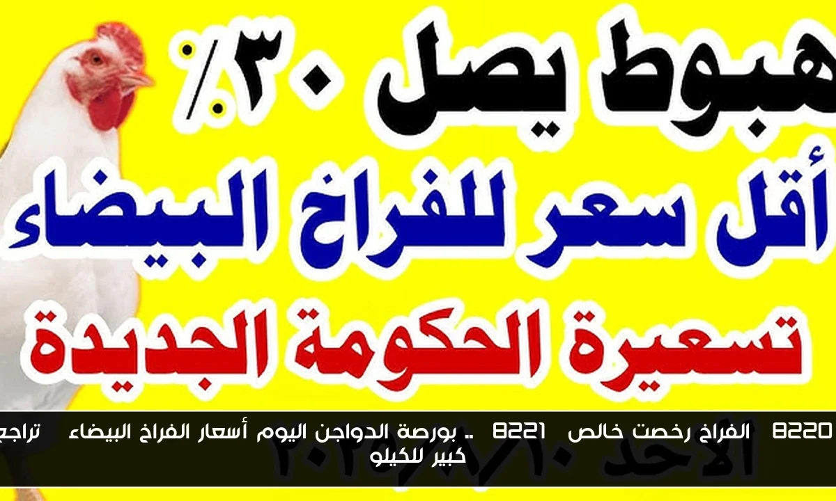 “الفراخ رخصت خالص” .. بورصة الدواجن اليوم أسعار الفراخ البيضاء | تراجع كبير للكيلو