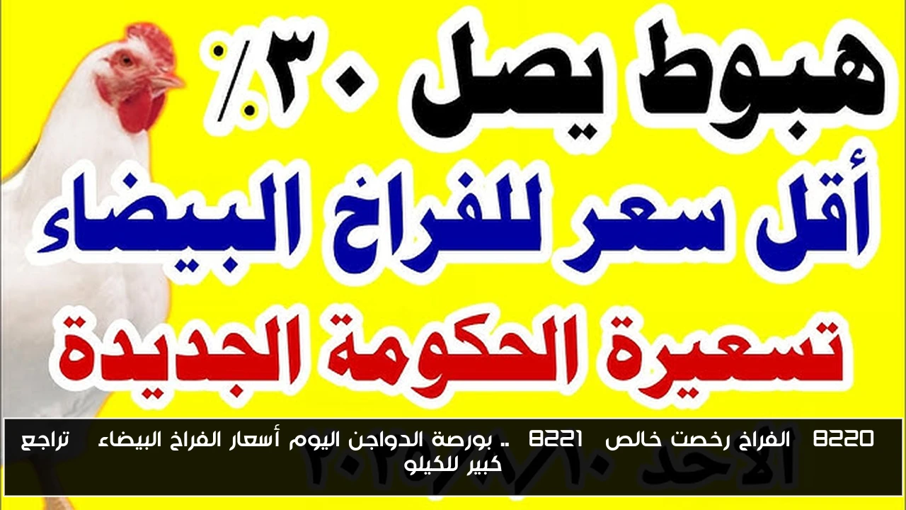 “الفراخ رخصت خالص” .. بورصة الدواجن اليوم أسعار الفراخ البيضاء | تراجع كبير للكيلو