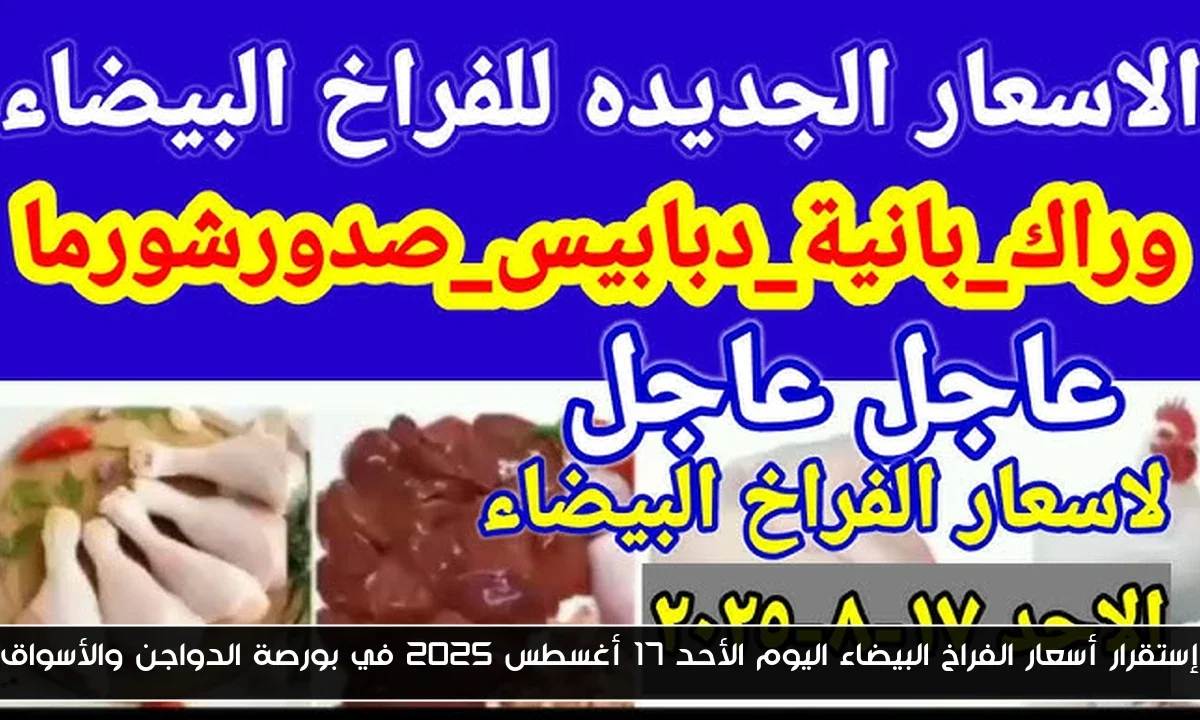 إستقرار أسعار الفراخ البيضاء اليوم الأحد 17 أغسطس 2025 في بورصة الدواجن والأسواق