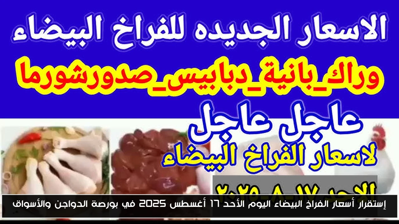 إستقرار أسعار الفراخ البيضاء اليوم الأحد 17 أغسطس 2025 في بورصة الدواجن والأسواق