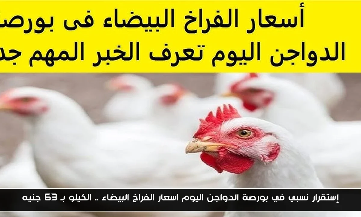 إستقرار نسبي في بورصة الدواجن اليوم اسعار الفراخ البيضاء .. الكيلو بـ 63 جنيه