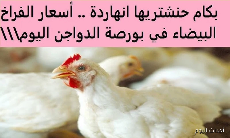 ارتفاع بورصة الدواجن اليوم | أسعار الفراخ البيضاء في مصر تشهد قفزة مفاجئة