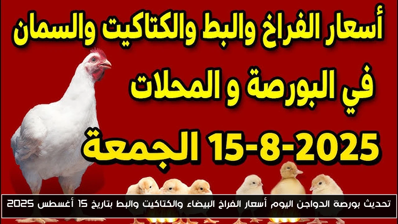 تحديث بورصة الدواجن اليوم أسعار الفراخ البيضاء والكتاكيت والبط بتاريخ 15 أغسطس 2025