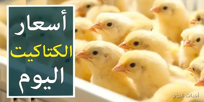 ارتفاع ام استقرار.. سعر الكتكوت الابيض اليوم الخميس 28 اغسطس 2025 للمستهلك في الاسواق المحلية