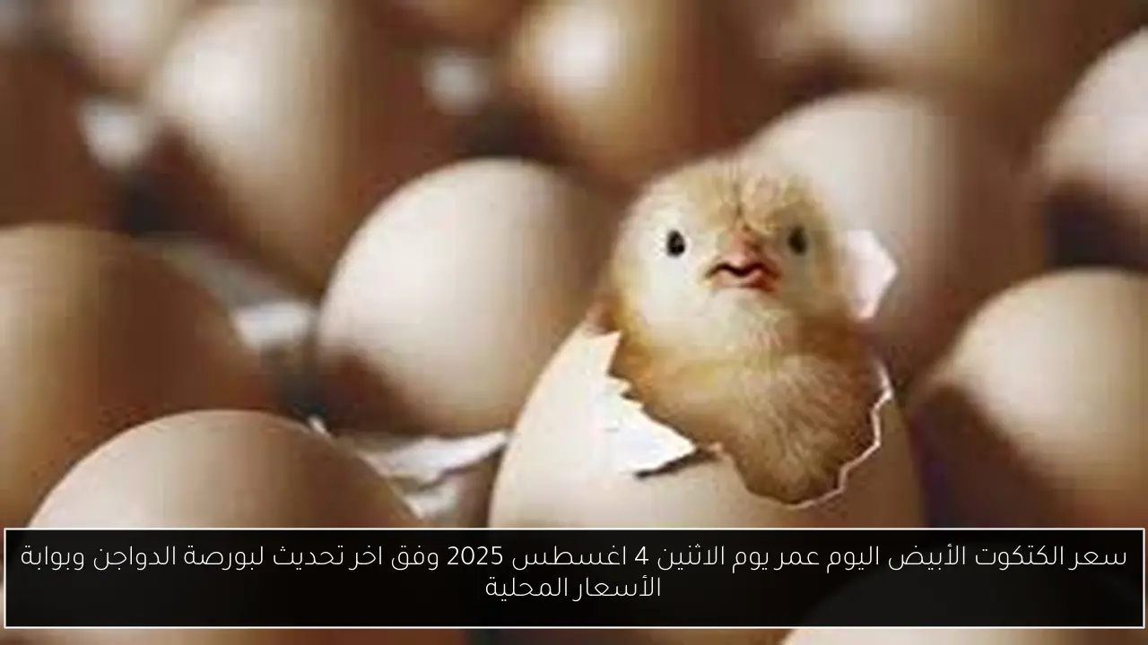 سعر الكتكوت الأبيض اليوم عمر يوم