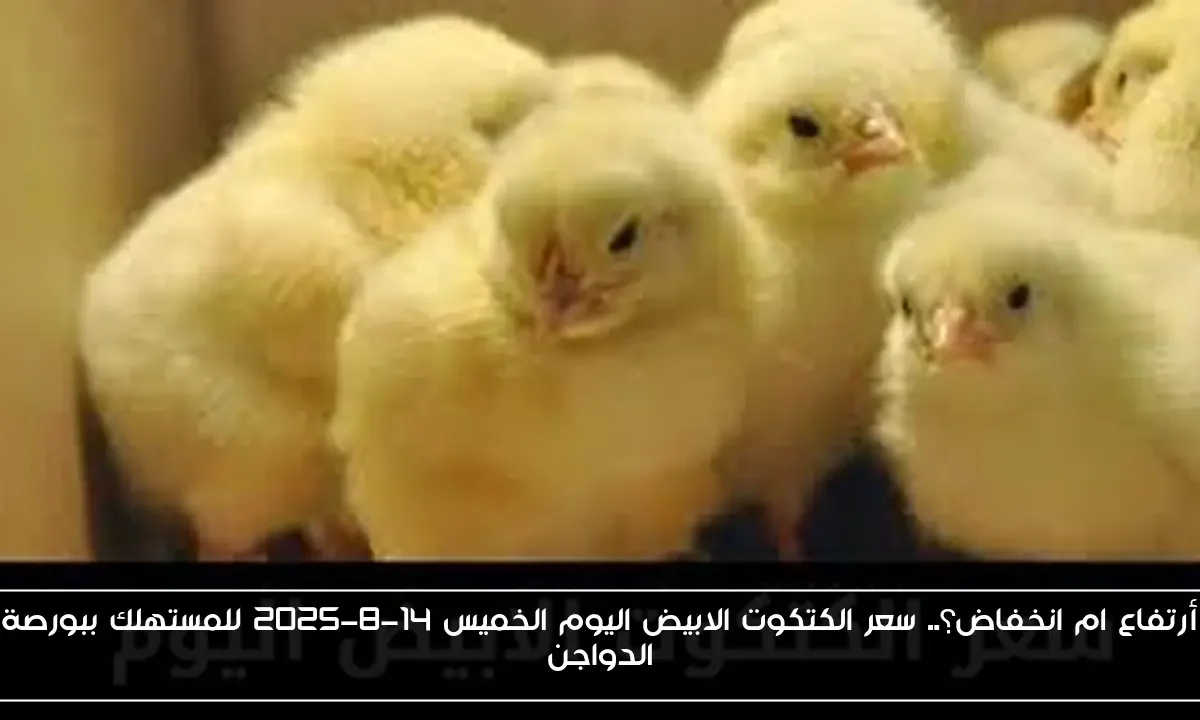 أرتفاع ام انخفاض؟.. سعر الكتكوت الابيض اليوم الخميس 14-8-2025 للمستهلك ببورصة الدواجن