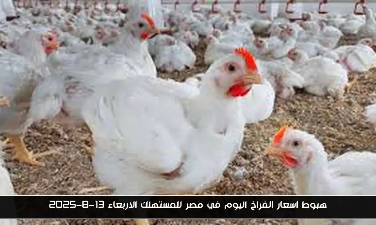 هبوط اسعار الفراخ اليوم في مصر للمستهلك الاربعاء 13-8-2025