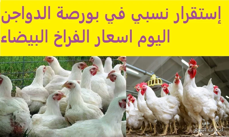 بورصة الدواجن اليوم تُعلن أسعار الفراخ البيضاء والساسو والبلدي .. يا ترى فيه إرتفاع جديد؟