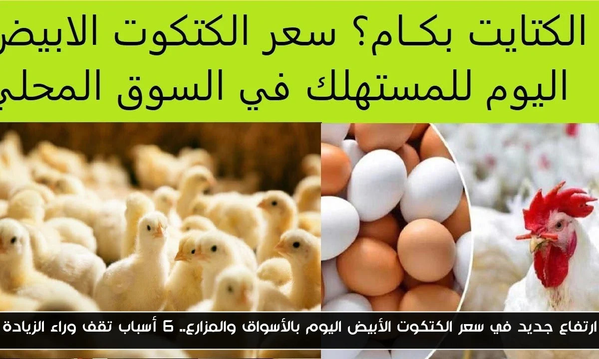 ارتفاع جديد في سعر الكتكوت الأبيض اليوم بالأسواق والمزارع.. 6 أسباب تقف وراء الزيادة