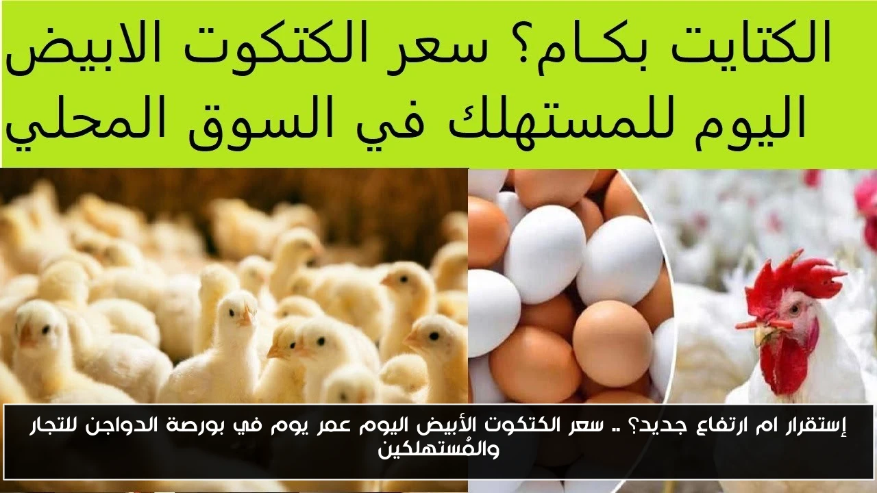 إستقرار ام ارتفاع جديد؟ .. سعر الكتكوت الأبيض اليوم عمر يوم في بورصة الدواجن للتجار والمُستهلكين