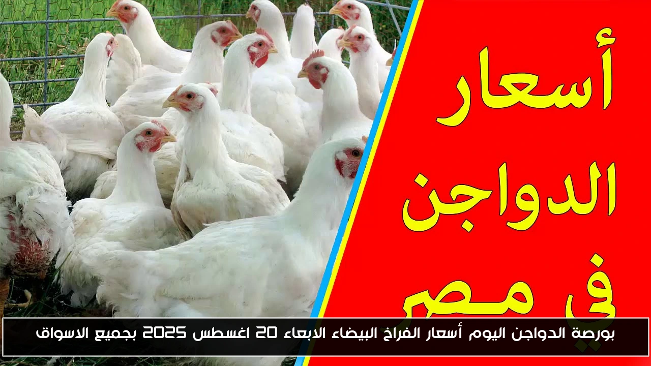 بورصة الدواجن اليوم أسعار الفراخ البيضاء الأربعاء 20 اغسطس 2025 بجميع الاسواق