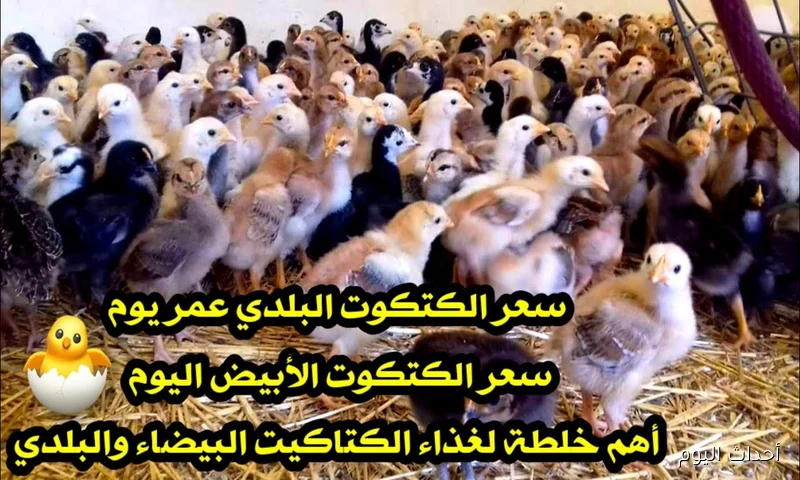 سعر الكتكوت الأبيض اليوم عمر يوم الأحد 24/ 8/ 2025 بجميع الأسواق المحلية