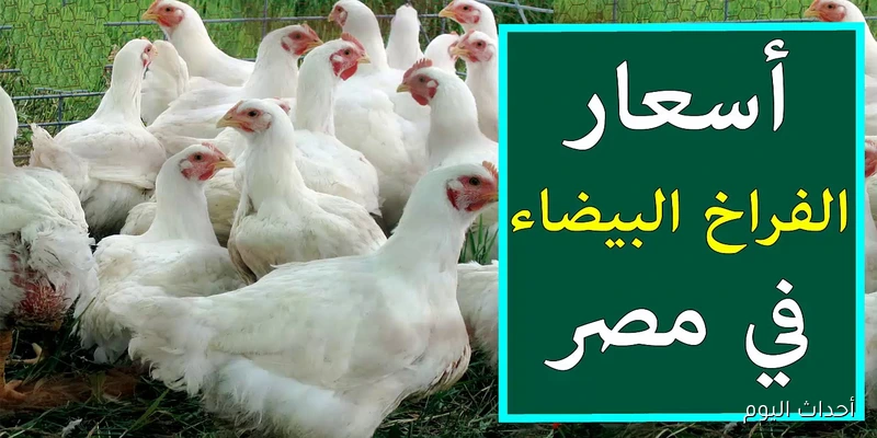 اسعار الفراخ البيضاء اليوم بالكيلو الاثنين 25/ 8/ 2025 بجميع الأسواق المحلية .. أسعار الكتاكيت والبيض