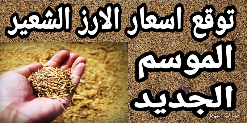 تسعيرة جديدة.. سعر الارز الشعير اليوم الخميس 28/ 8/ 2025 في جميع الأسواق المحلية