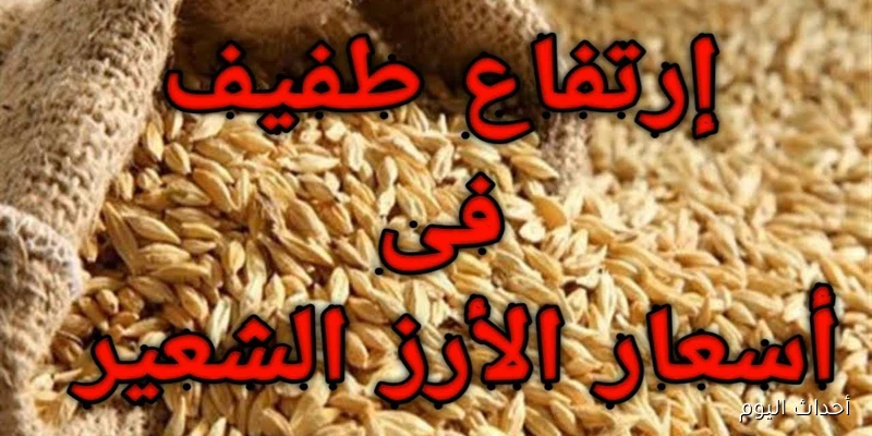 سعر الأرز الشعير الآن 2025.. ارتفاع جديد في السوق المحلي حسب آخر تحديث