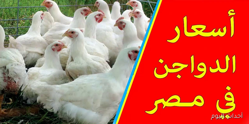 ” كتاكيت وفراخ وبط” بورصة الدواجن اليوم أسعار الفراخ البيضاء السبت 30/ 8/ 2025 في جميع الأسواق المحلية