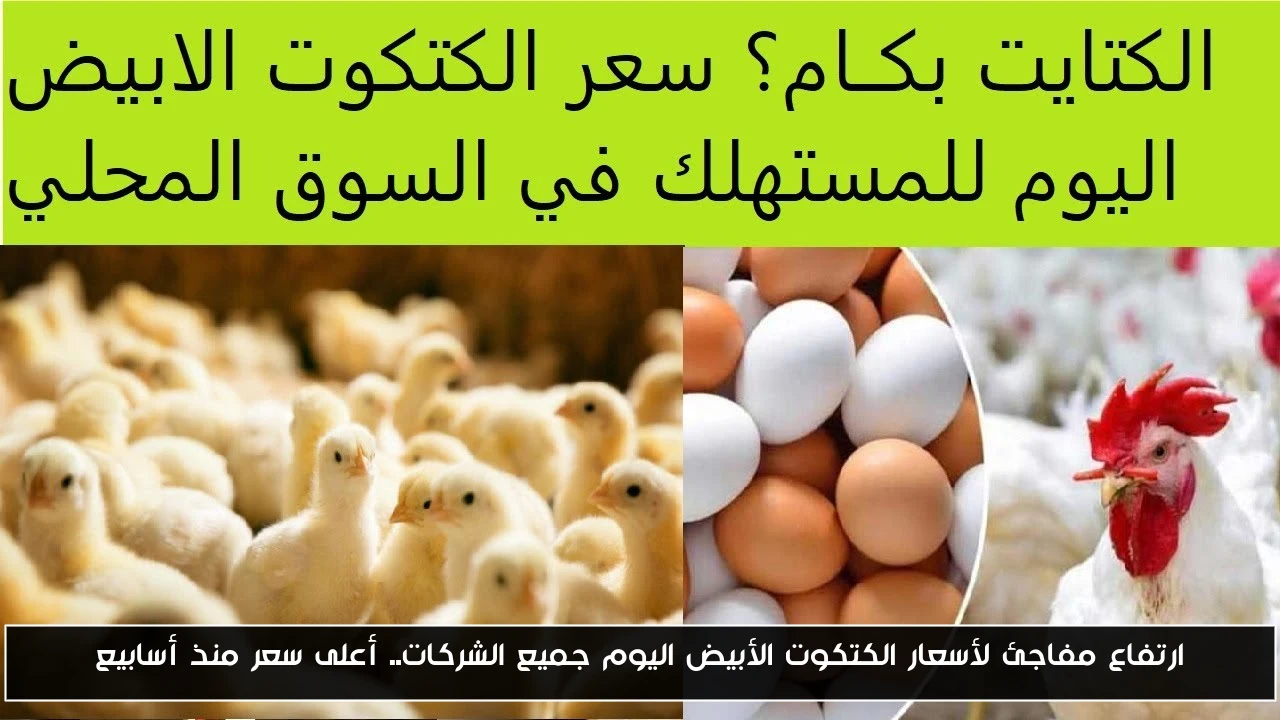ارتفاع مفاجئ لأسعار الكتكوت الأبيض اليوم جميع الشركات.. أعلى سعر منذ أسابيع