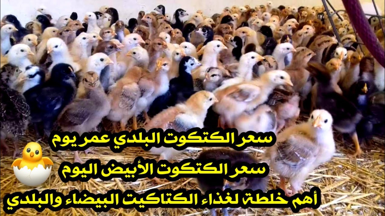 سعر الكتكوت الأبيض اليوم عمر يوم