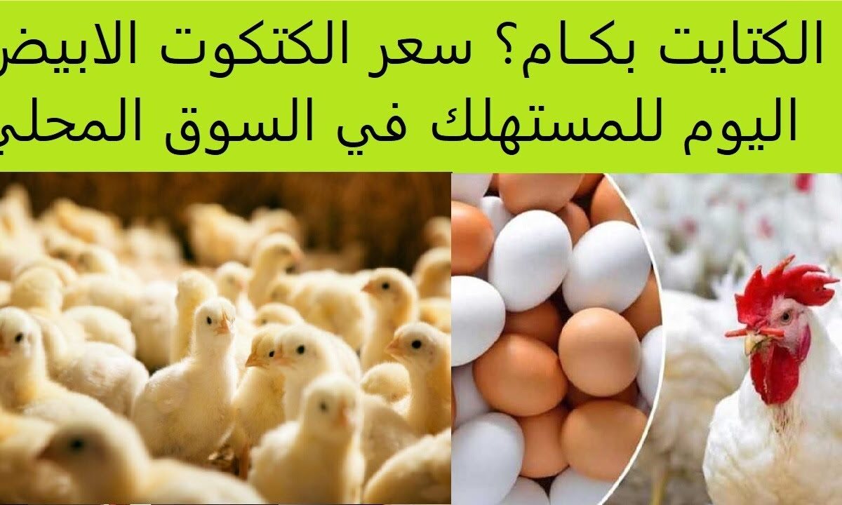 سعر الكتكوت الأبيض اليوم عمر يوم السبت 9 اغسطس 2025 في الاسواق المحلية وبورصة الدواجن