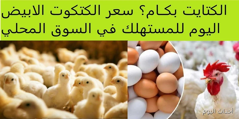 ارتفاع مفاجئ في سعر الكتكوت الأبيض اليوم يربك حسابات المربين (التفاصيل كاملة)