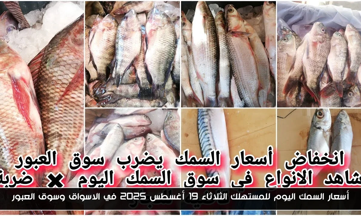 أسعار السمك اليوم للمستهلك الثلاثاء 19 أغسطس 2025 في الاسواق وسوق العبور