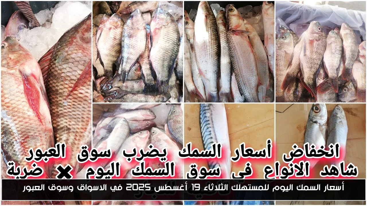 أسعار السمك اليوم للمستهلك الثلاثاء 19 أغسطس 2025 في الاسواق وسوق العبور