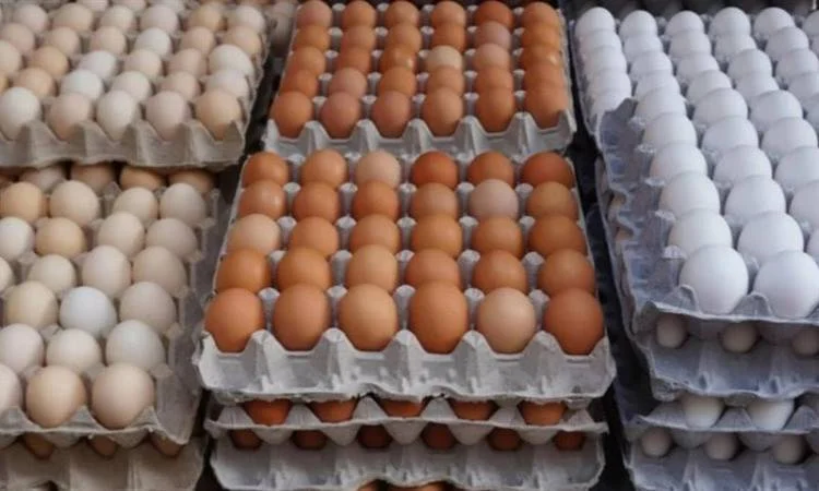 سعر كرتونة البيض