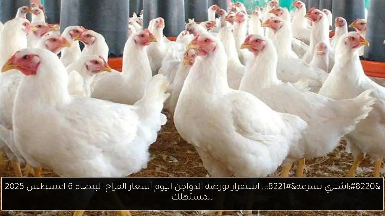 بورصة الدواجن اليوم أسعار الفراخ البيضاء