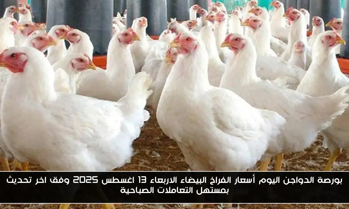 بورصة الدواجن اليوم أسعار الفراخ البيضاء الاربعاء 13 اغسطس 2025 وفق اخر تحديث بمستهل التعاملات الصباحية