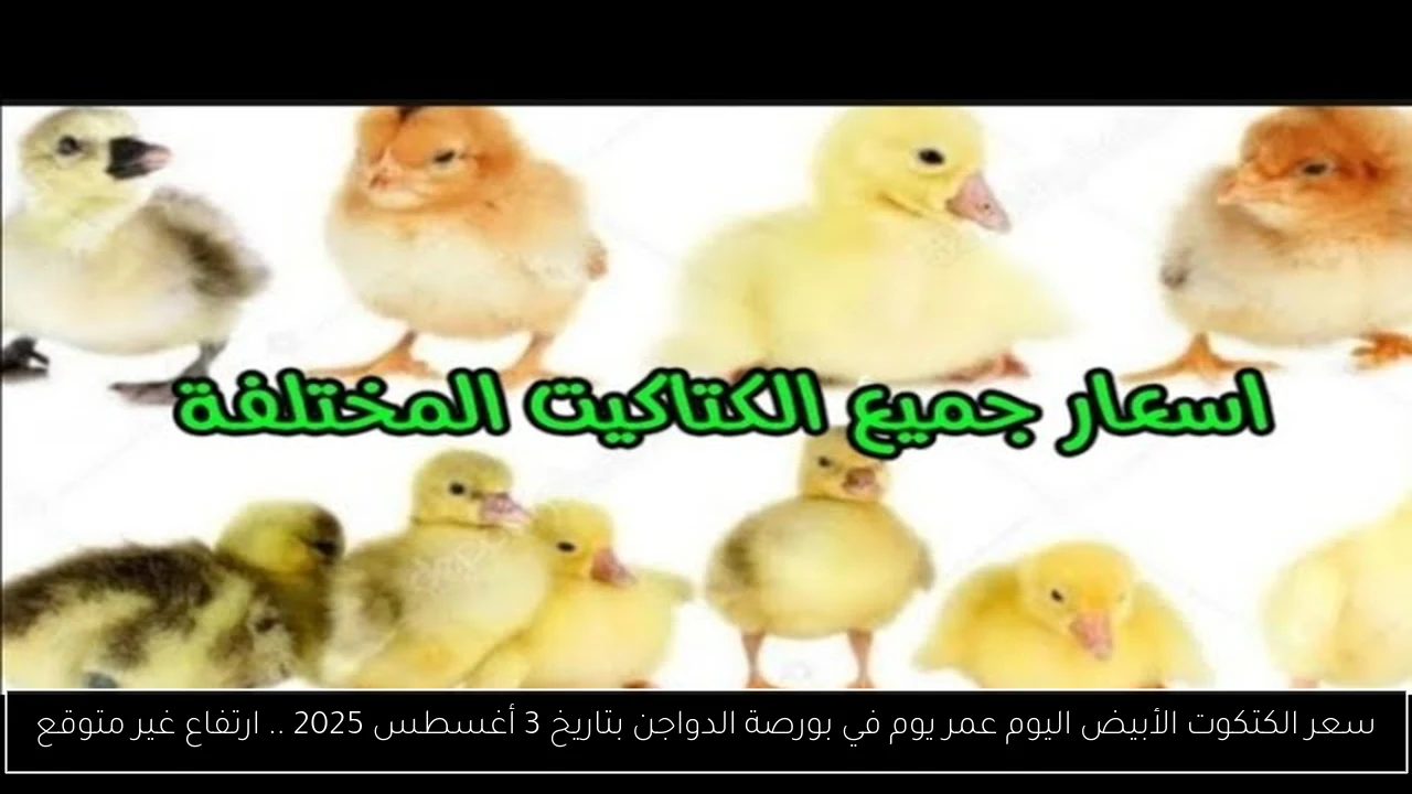 سعر الكتكوت الأبيض اليوم عمر يوم