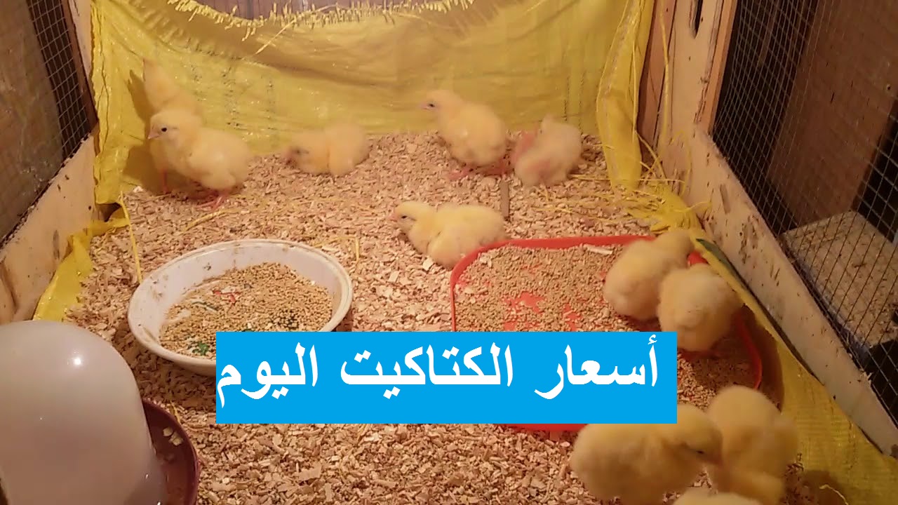 سعر الكتكوت الأبيض اليوم عمر يوم