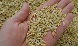 سعر الارز الشعير اليوم