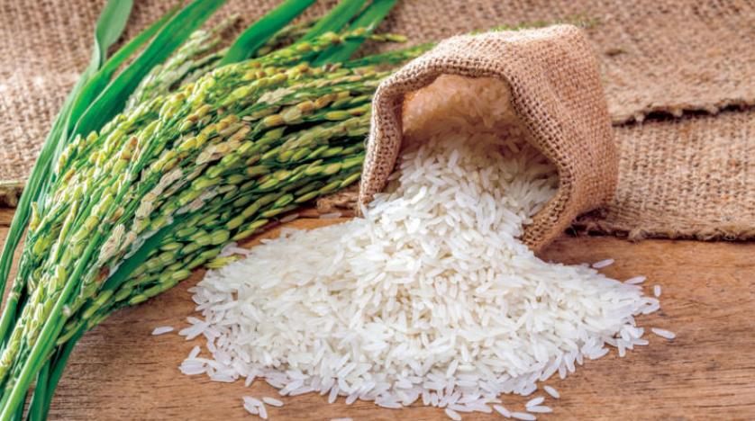 سعر طن الأرز الشعير اليوم