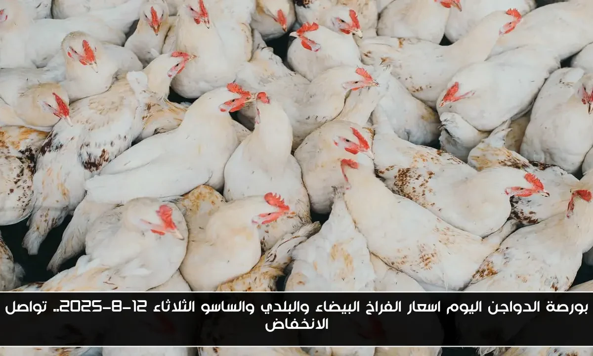 بورصة الدواجن اليوم اسعار الفراخ البيضاء والبلدي والساسو الثلاثاء 12-8-2025.. تواصل الانخفاض