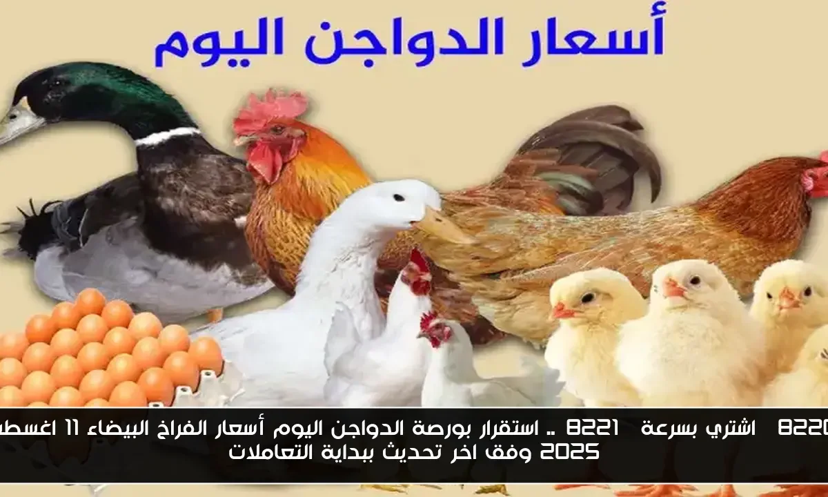 “اشتري بسرعة”.. استقرار بورصة الدواجن اليوم أسعار الفراخ البيضاء 11 اغسطس 2025 وفق اخر تحديث ببداية التعاملات