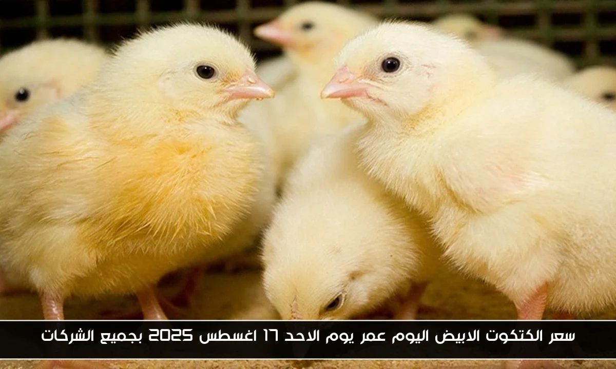 سعر الكتكوت الابيض اليوم عمر يوم الاحد 17 اغسطس 2025 بجميع الشركات