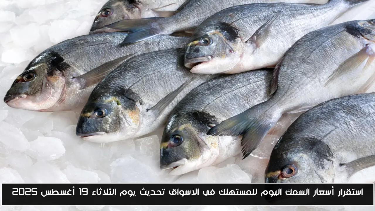 استقرار أسعار السمك اليوم للمستهلك في الاسواق تحديث يوم الثلاثاء 19 أغسطس 2025