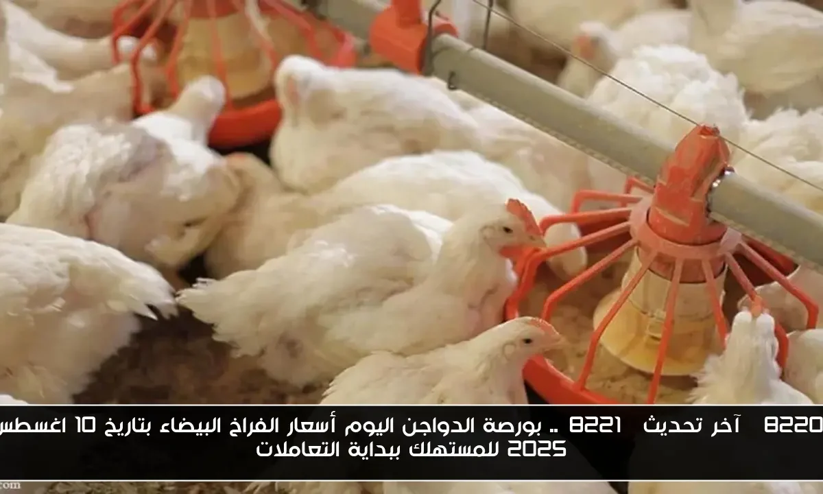 “آخر تحديث”.. بورصة الدواجن اليوم أسعار الفراخ البيضاء بتاريخ 10 اغسطس 2025 للمستهلك ببداية التعاملات