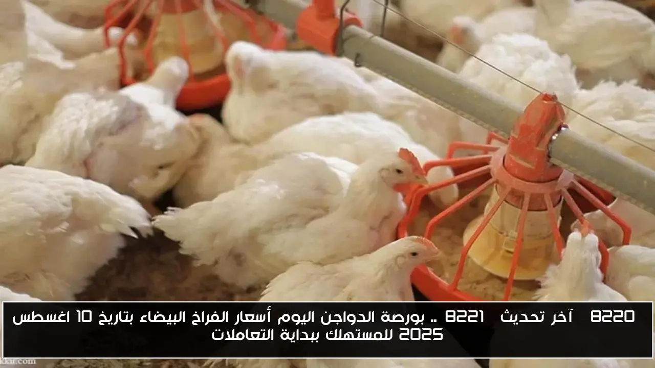 “آخر تحديث”.. بورصة الدواجن اليوم أسعار الفراخ البيضاء بتاريخ 10 اغسطس 2025 للمستهلك ببداية التعاملات