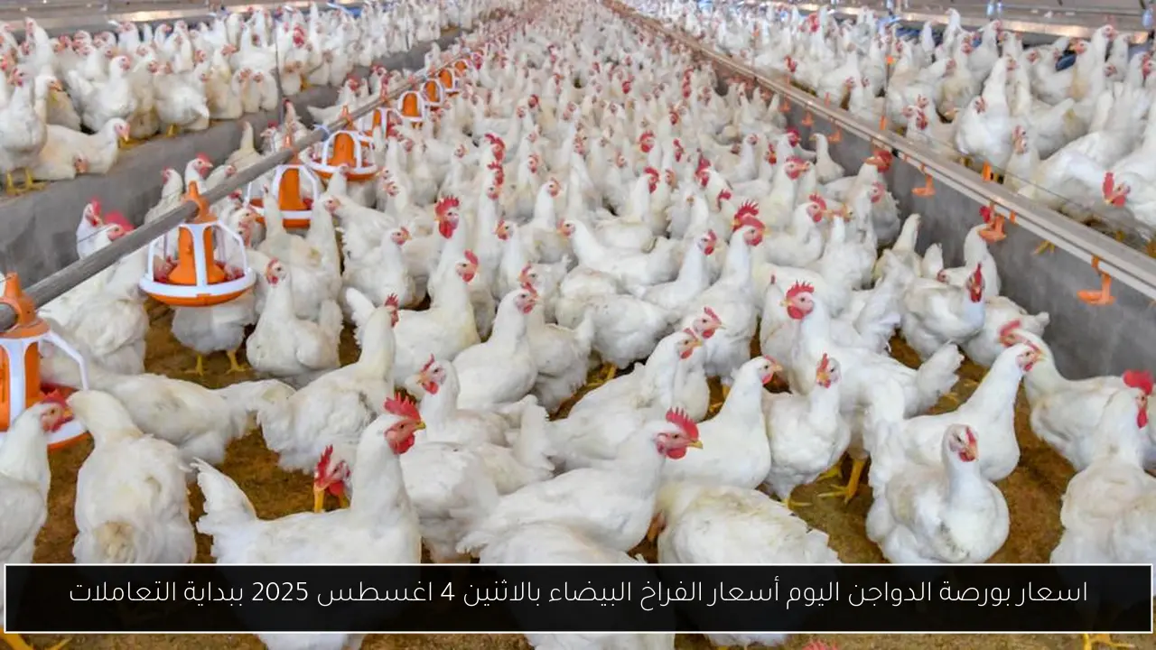 بورصة الدواجن اليوم أسعار الفراخ البيضاء