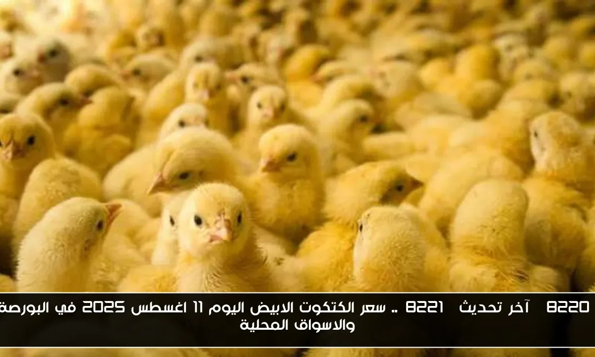 “آخر تحديث”.. سعر الكتكوت الابيض اليوم 11 اغسطس 2025 في البورصة والاسواق المحلية