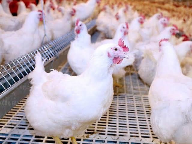 بورصة الدواجن اليوم أسعار الفراخ البيضاء