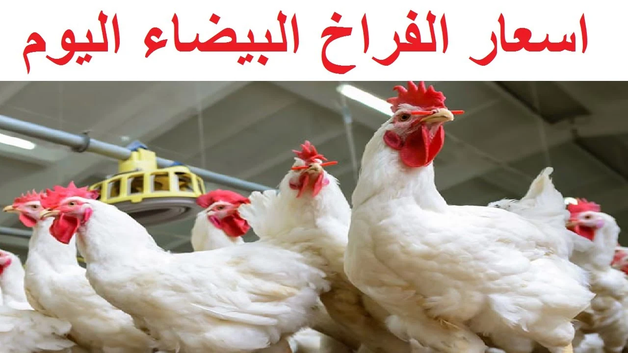 بورصة الدواجن اليوم اسعار الفراخ البيضاء