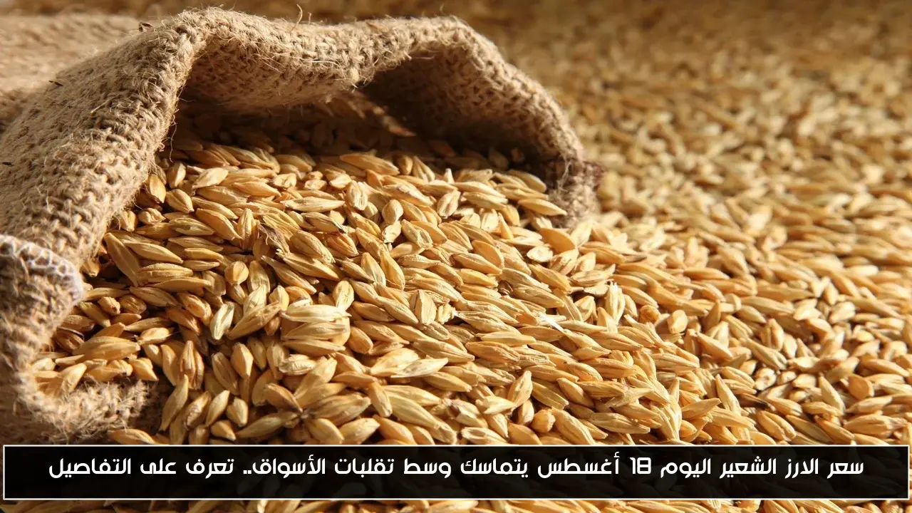 سعر الارز الشعير اليوم 18 أغسطس يتماسك وسط تقلبات الأسواق.. تعرف على التفاصيل