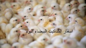 سعر الكتكوت الابيض اليوم