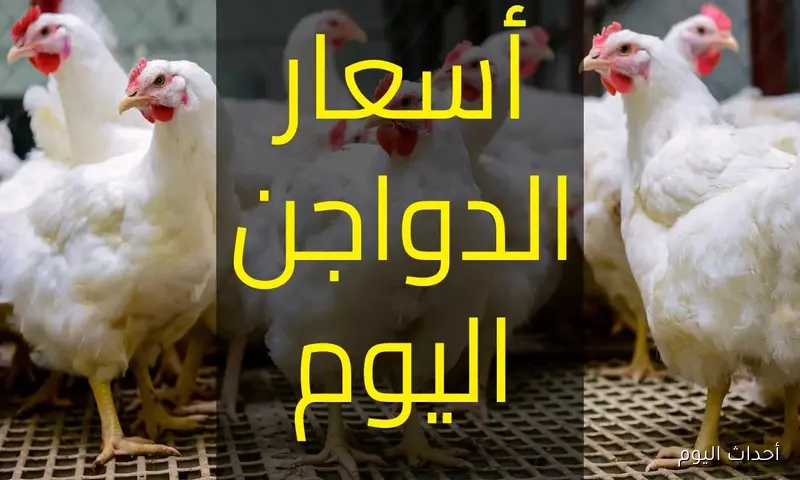 أسعار الفراخ البيضاء تشتعل في بورصة الدواجن اليوم والمستهلكون في حيرة