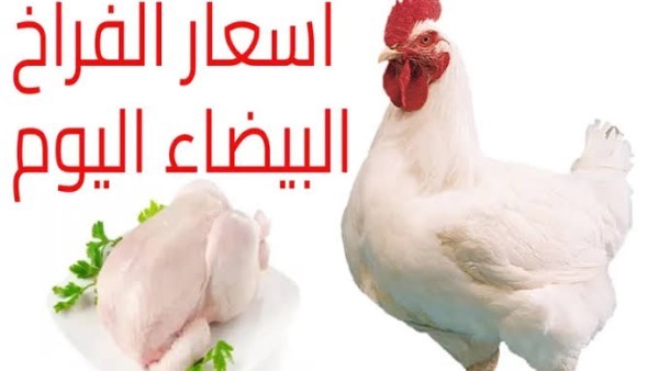 أسعار الفراخ اليوم الثلاثاء 16 سبتمبر: البانيه بـ200 جنيه