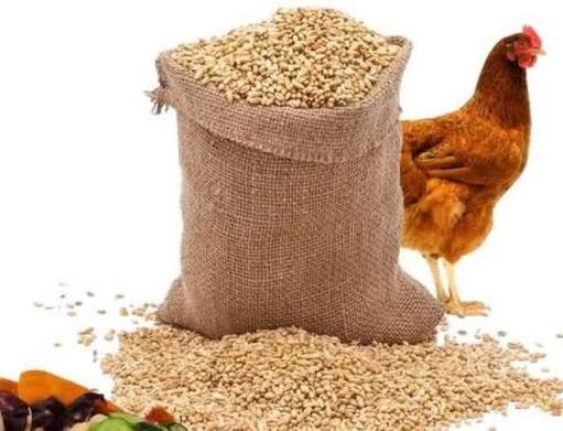 صورة أعلاف الدواجن