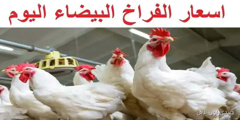 بورصة الدواجن اليوم.. أحدث أسعار الفراخ البيضاء في الأسواق المحلية وتطورات حركة البيع والشراء - صدي اون لاين